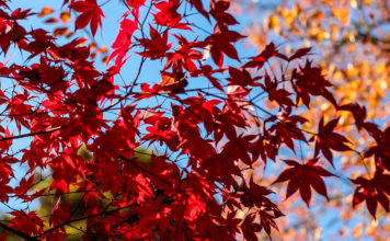 An Autumn Stroll through Momijidani Park on Miyajima