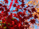 An Autumn Stroll through Momijidani Park on Miyajima