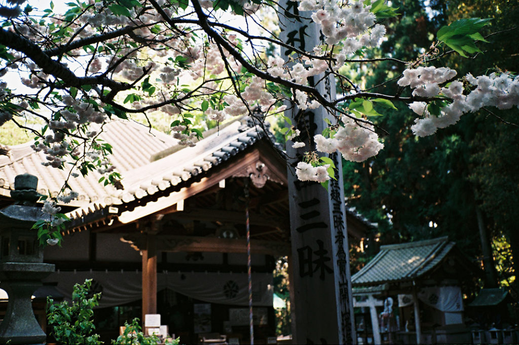 Spring blooms appear later and last longer at the top of Hozan-ji, owing to the cooler mountain climate.