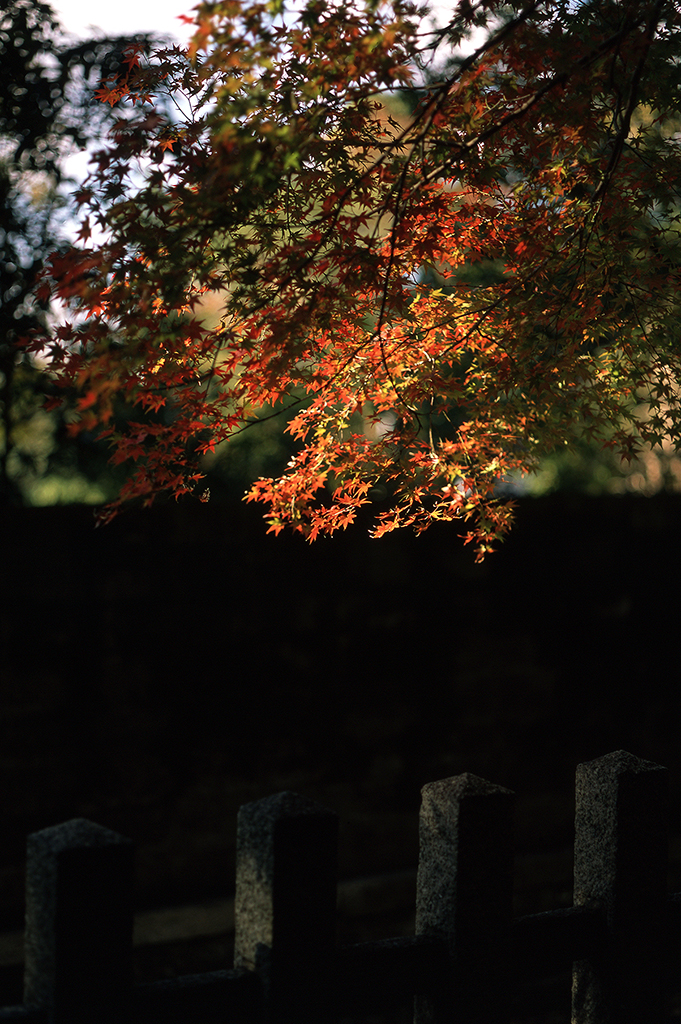 In Autumn, golden afternoon light illuminates the maple trees on the shrine's outer perimeter.