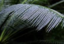 Kyoto’s Botanical Greenhouse: The Perfect Winter Warmer