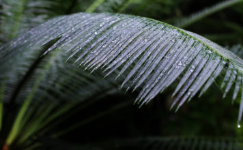 Kyoto’s Botanical Greenhouse: The Perfect Winter Warmer