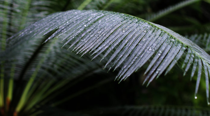 Kyoto’s Botanical Greenhouse: The Perfect Winter Warmer