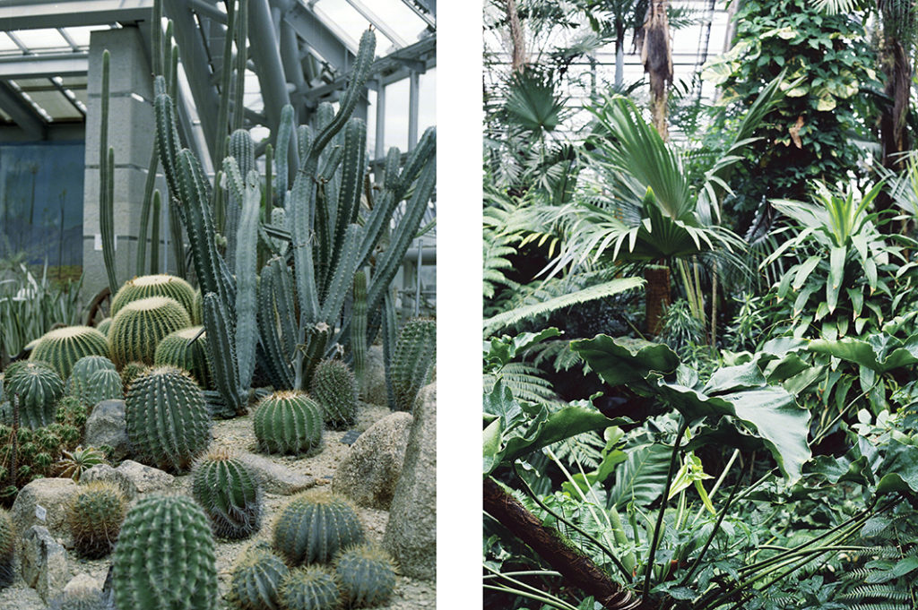 The site even has a cactus room, complete with desert decorations!