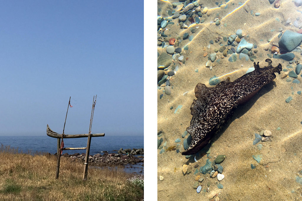 A traditional 'fisherman's Torii' (left) and a huge, unfazed sea-slug (right) in the crystalline waters of Kayo Beach.