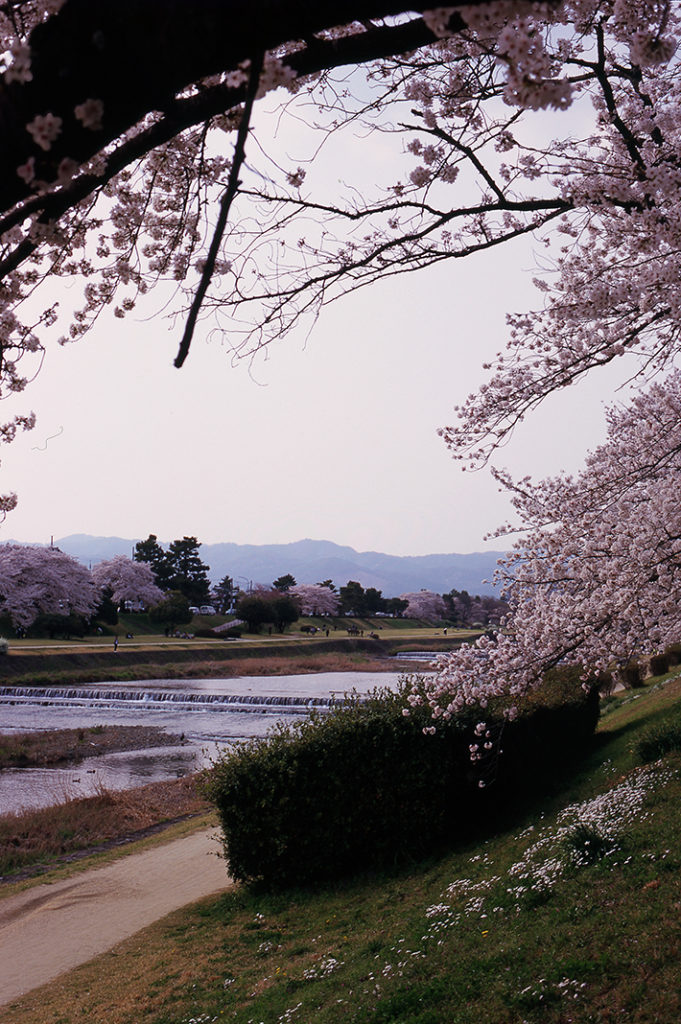 A Kyoto Walking Tour can bypass overwhelming crowds and bring you to the most scenic spots in the city.