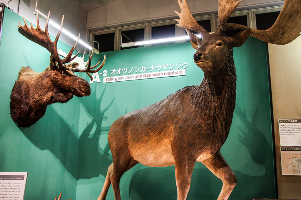 The display at Nojiriko Naumann Elephant Museum