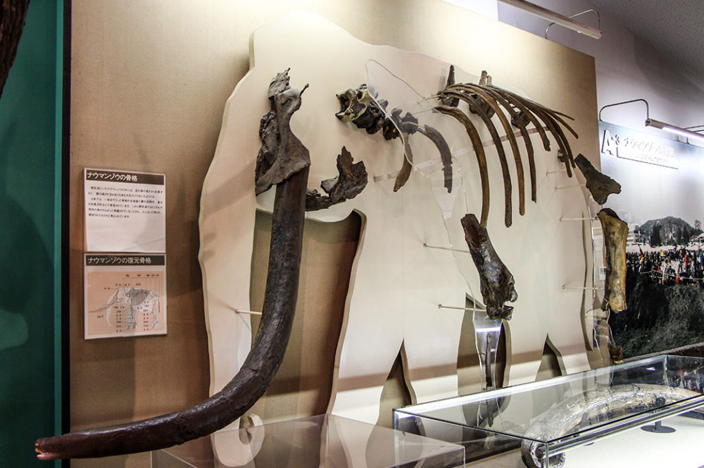 Elephant fossils excavated from Lake Nojiri