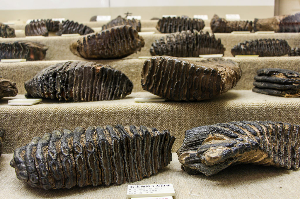 Naumann elephant molars excavated from Lake Nojiri