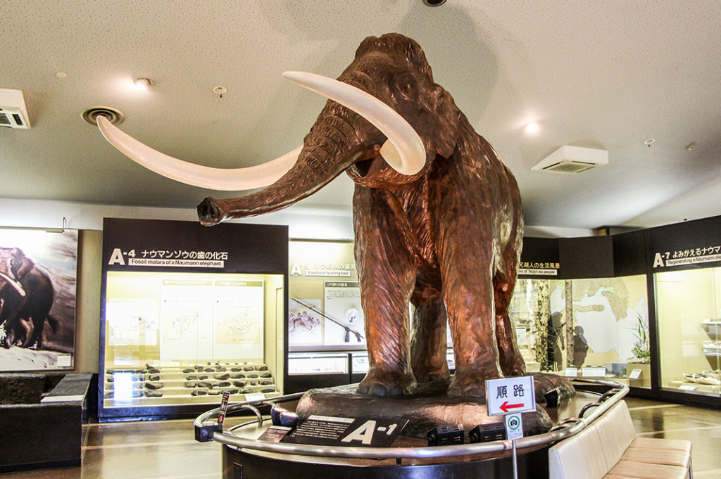 The display at Nojiriko Naumann Elephant Museum