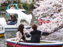 Hanami in Inokashira Park: A How To Guide
