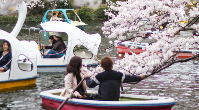 Hanami in Inokashira Park: A How To Guide