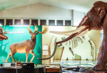 Fossil Hunting at Nojiriko Naumann Elephant Museum