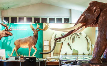 Fossil Hunting at Nojiriko Naumann Elephant Museum