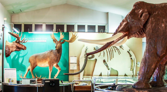 Fossil Hunting at Nojiriko Naumann Elephant Museum