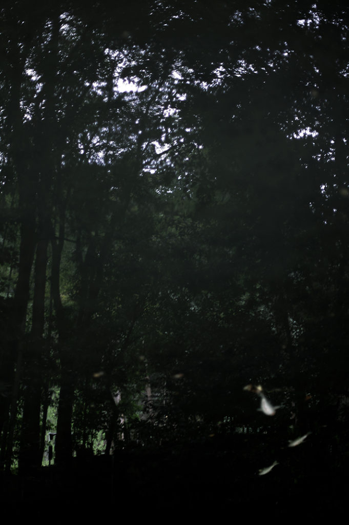 Three 'soragoi' koi carp move like ghosts through the black reflecting pond. It can often feel like you're looking down into the forest and up at the water. 