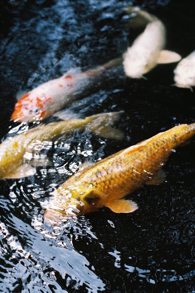 A golden 'chagoi' koi and behind, a 'hariwake' (yellow/pearl), two 'soragoi' and an orange/white mixed breed of koi. Tags: reflection, pond, Tenju-an, Nanzen-ji