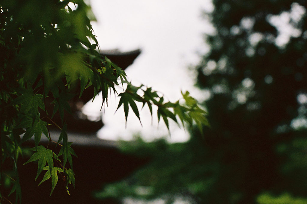 Tags: koi, reflection, Tenju-an, pond, leaves, summer, Japanese maple at Nanzen-ji. 