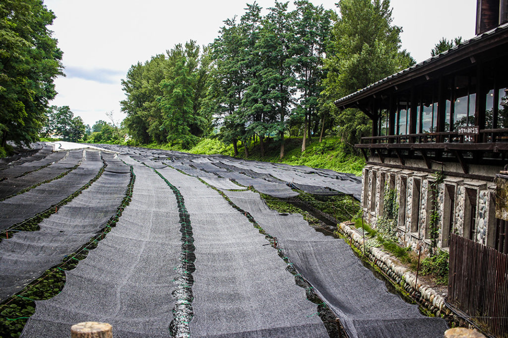 Black shade cloths protect the wasabi at Daio Wasabi Farm 