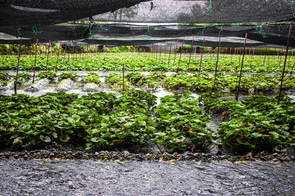 Wasabi beds under the shade