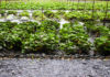 A Day at Daio Wasabi Farm: The Biggest in Japan