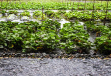 A Day at Daio Wasabi Farm: The Biggest in Japan
