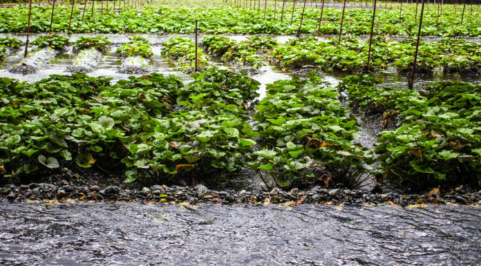 A Day at Daio Wasabi Farm: The Biggest in Japan