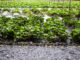 A Day at Daio Wasabi Farm: The Biggest in Japan