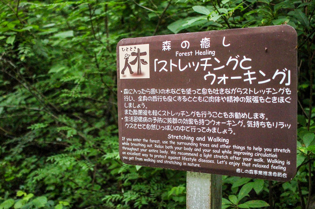 Soak in the therapeutic benefits of forest bathing along Lake Nojiri's zo no komichi elephant trail.