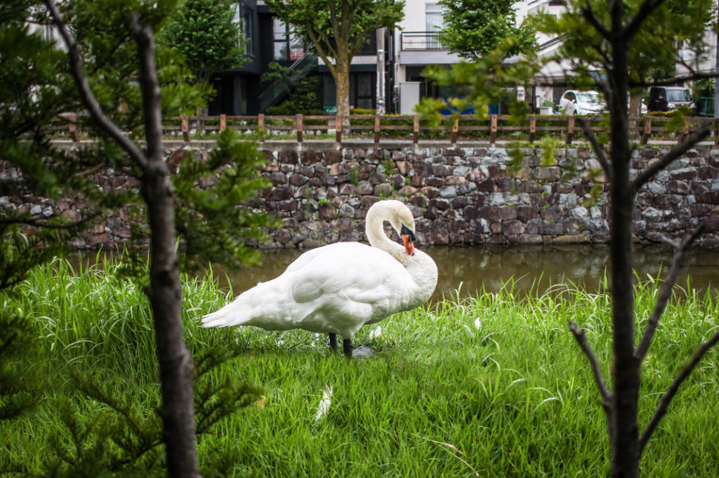 A swan preens inside the grounds 