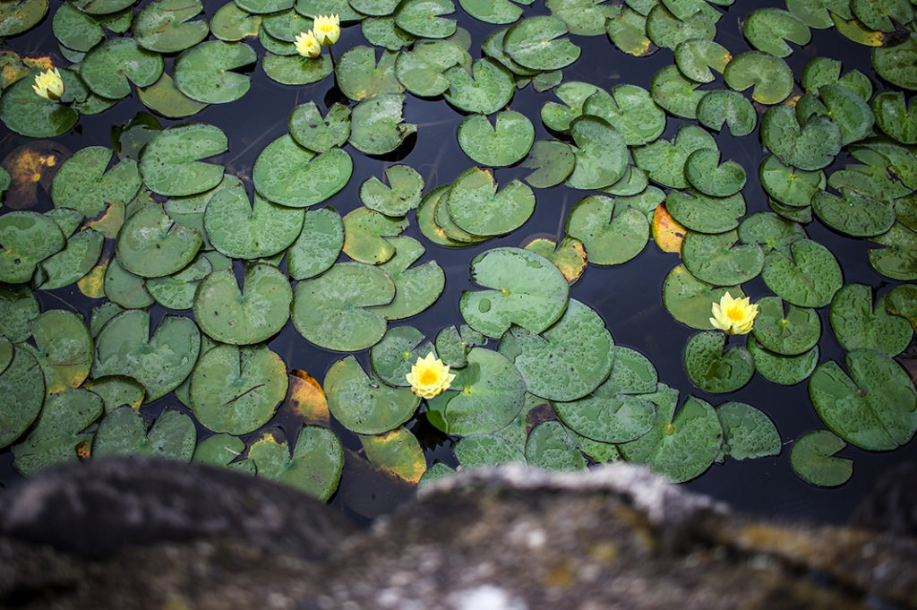 Pretty lilypads