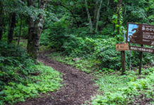 Forest Bathing With Elephants At Lake Nojiri’s ‘Zo No Komichi’