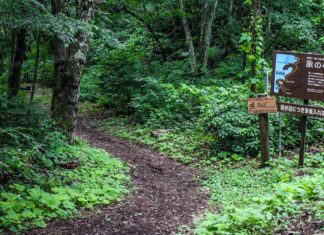 Forest Bathing With Elephants At Lake Nojiri’s ‘Zo No Komichi’