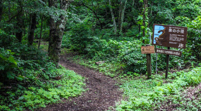 Forest Bathing With Elephants At Lake Nojiri’s ‘Zo No Komichi’