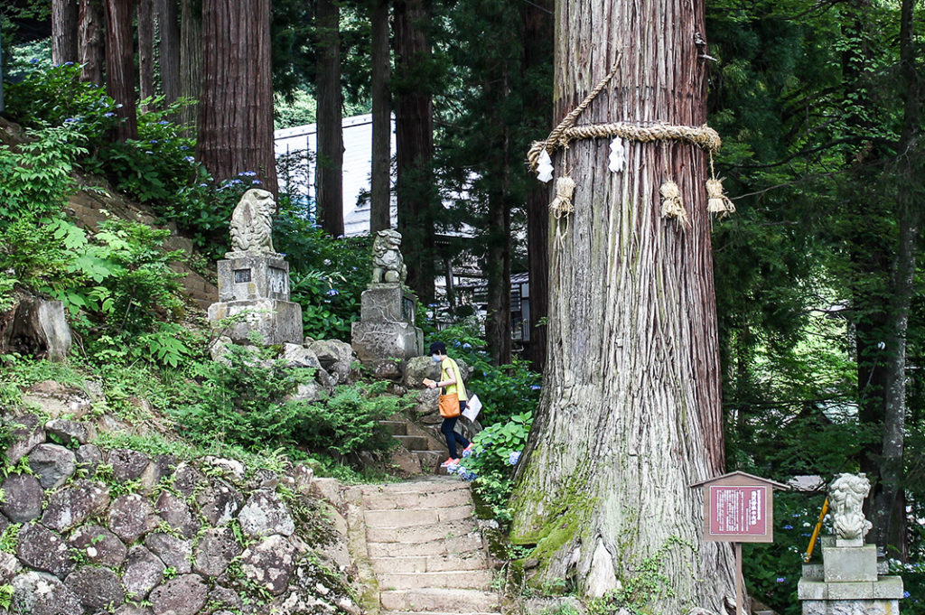300 year old tree at Yuzawa Shrine
