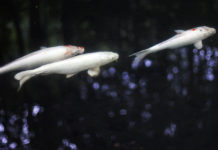 Tenju-an: Lost in Reflection in Nanzen-ji’s Hidden Garden