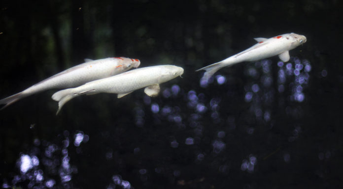 Tenju-an: Lost in Reflection in Nanzen-ji’s Hidden Garden