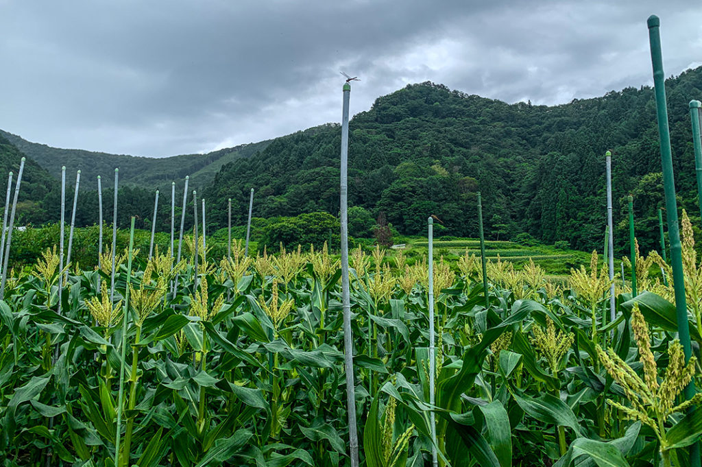 Corn grows abundantly in Shinanomachi