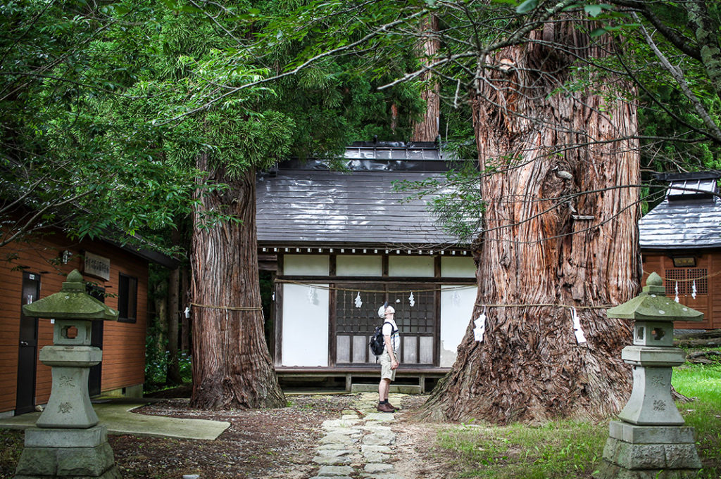 The giant ancient cedar at Sugakawa Shrine