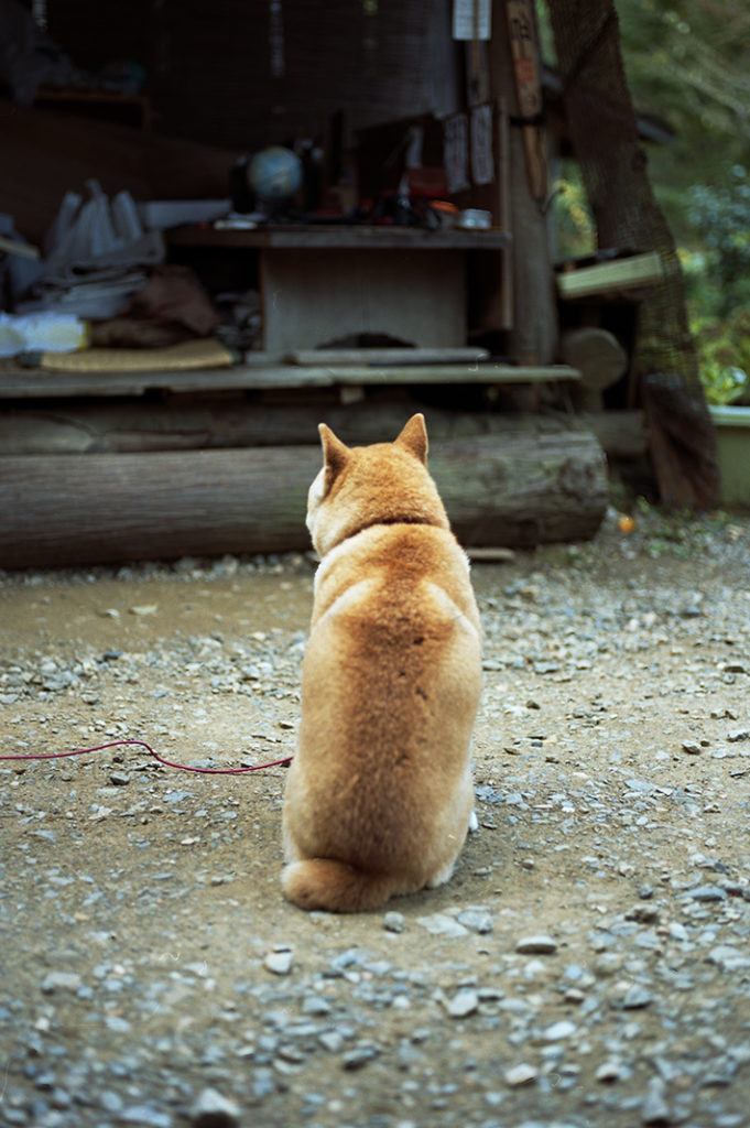 Keywords: Shiba inu, dog, tourism, Arashiyama, Daihikaku Senkoji