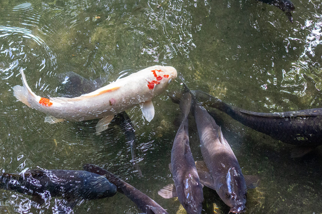 Koi carp swimming in the garden's pond