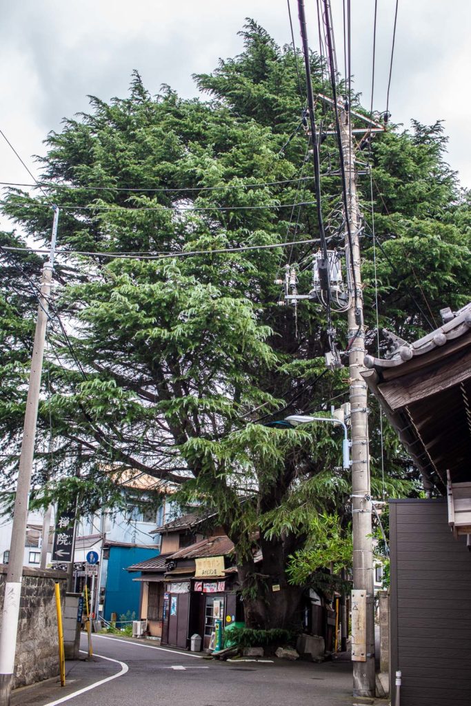 100 year old Himalayan Cedar