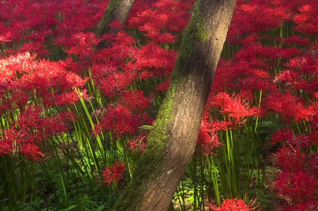 Higanbana, or red spider lilies. 