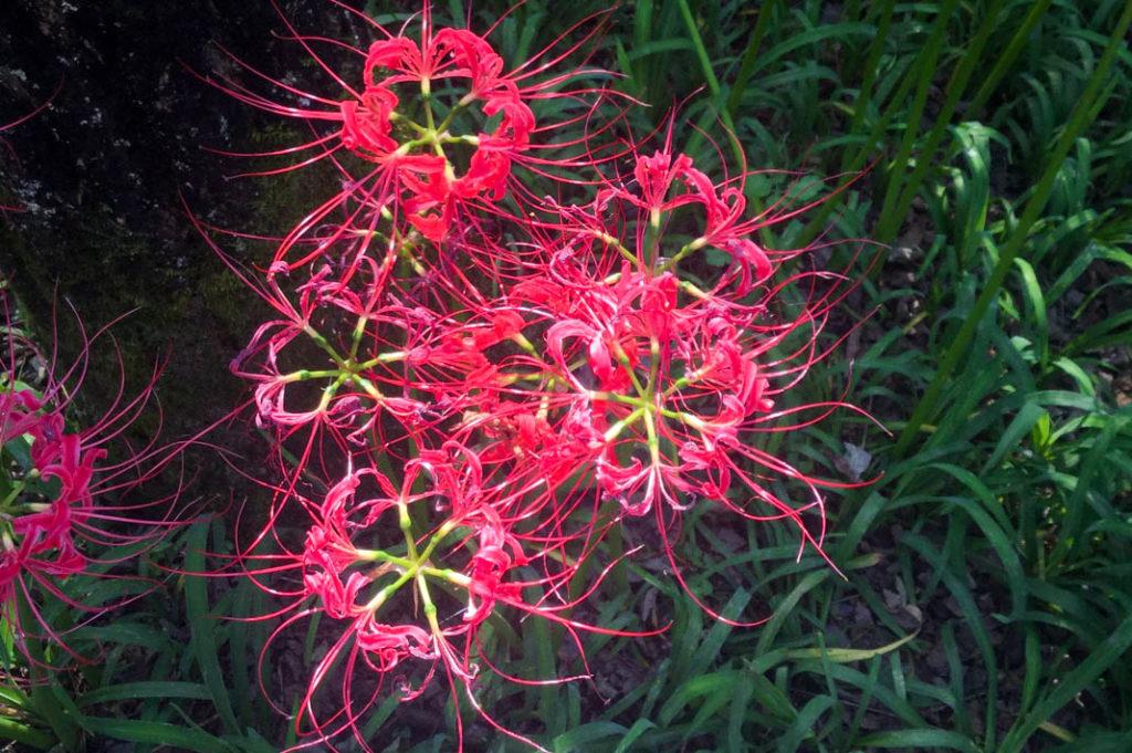 These fall flowers grow in large numbers in areas of Saitama that are outside the cities. 