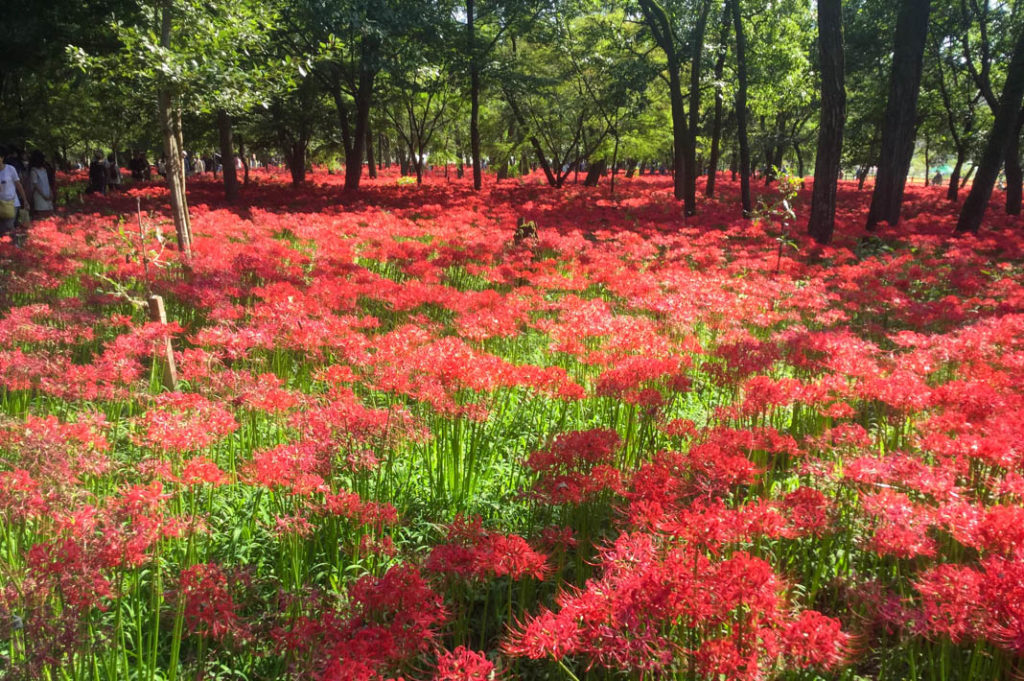 Fields of higanbana in Kinchakuda in Saitama. 