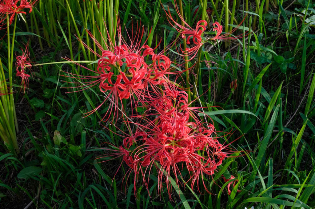 The red spider lilies are the first fall flower to bloom