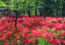 Higanbana Flower Viewing at Kinchakuda in Saitama