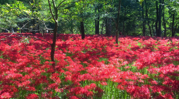 Higanbana Flower Viewing at Kinchakuda in Saitama