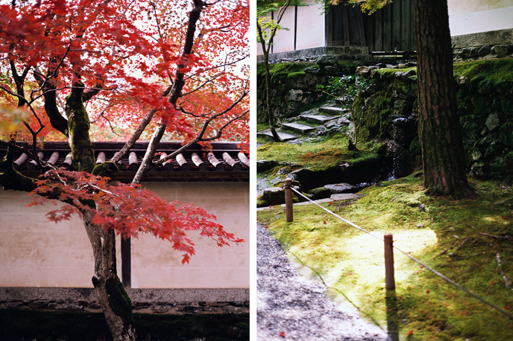 Lacquer red leaves and verdant moss come together to form part of the immense range of colours in the temple grounds.