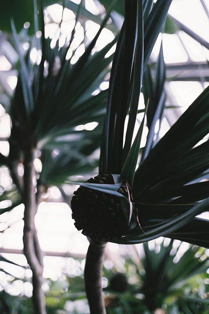 Gorgeous plants